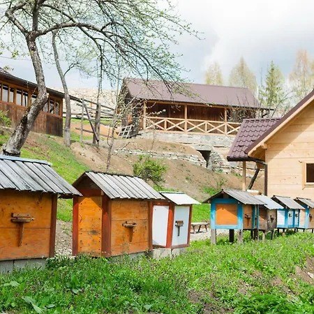 Budz яворів Polanica